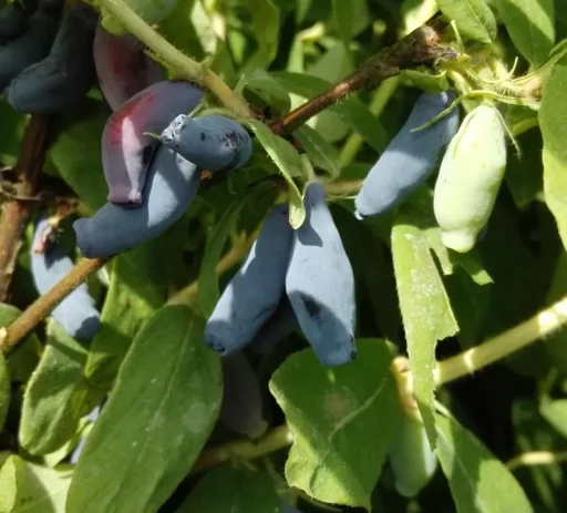 "Sib. Blaubeere "Atut", im 3,5L-Container image"