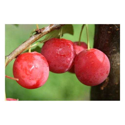 "Pflaume 'Milanka Bunte Kirschpflaume' (Prunus domestica) – winterhartes Obstgehölz, als Busch, im 10-L-Container image"
