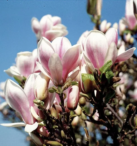 "Tulpenmagnolie Magnolia soulangiana - 5 L Topf 60-80 cm image"