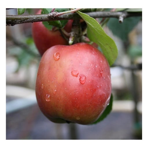 "Apfel "Gravensteiner" Spindelbusch, im 5L-Container image"