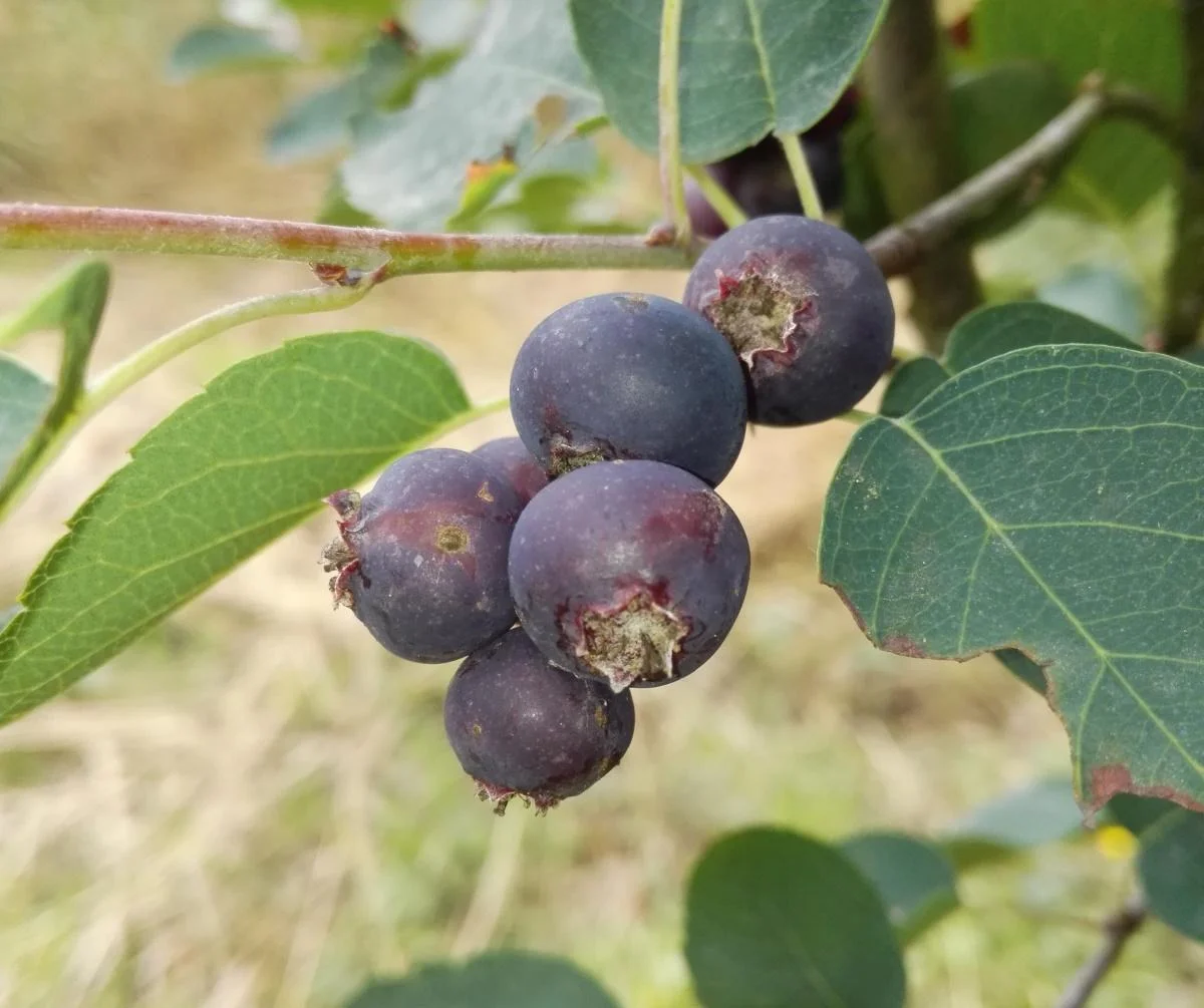 Felsenbirne "Smokey", im 7,5L-Container, bis ca. 2,5 Meter