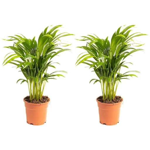 "Arecapalme 2er-Set (Dypsis lutescens) – pflegeleichte Zimmerpflanze, Höhe ca. 65–70 cm image"