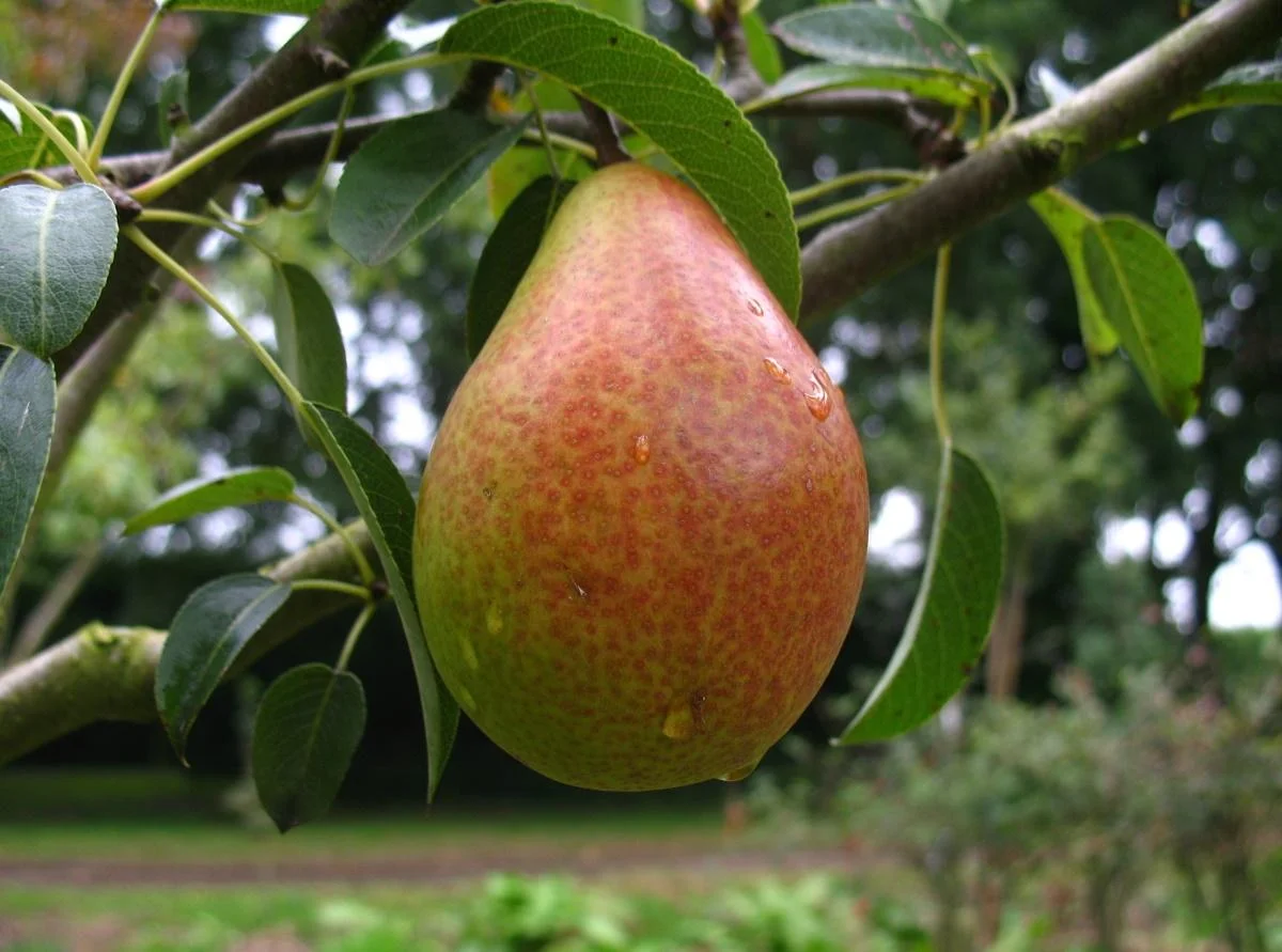 Birne "Gute Luise" Busch, im 10L-Container, saftiges süßes Fruchtfleisch mit angenehmer Säure