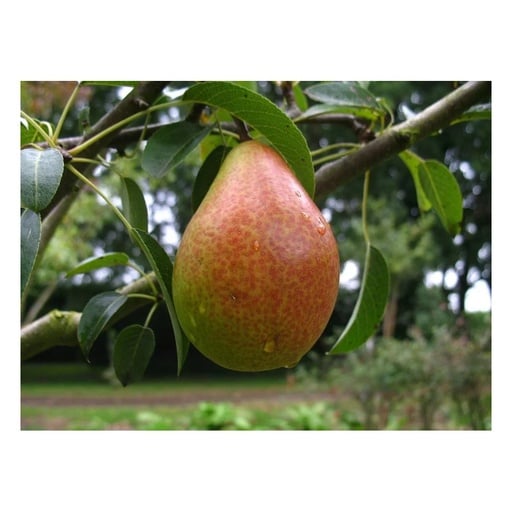 "Birne 'Gute Luise' (Pyrus communis) – winterharter Obstbaum, als Busch, im 10-L-Container image"