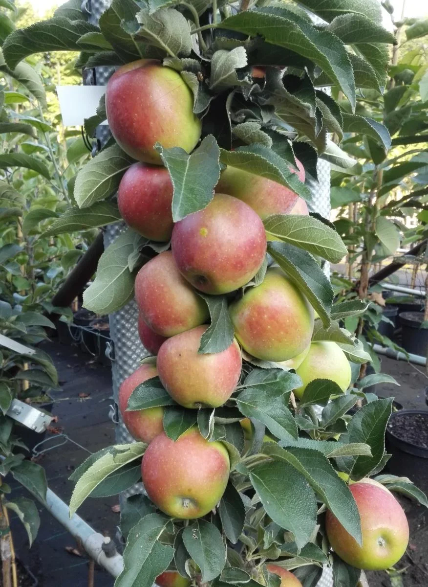 Säulenapfel "Redcats", 7,5L-Container, feste Frucht, fest hängend, süß, und doch säurebetont