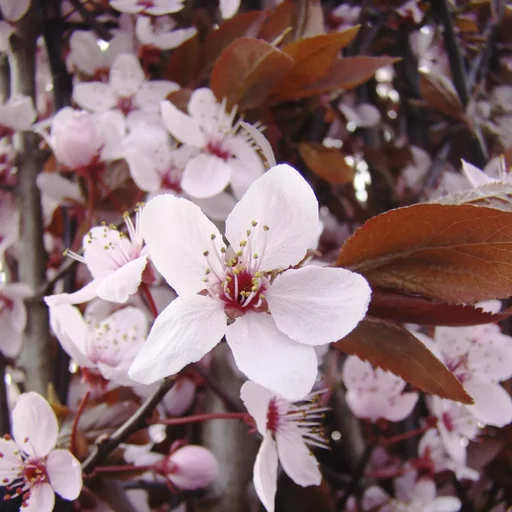 "Blutpflaume Prunus cerasifera Nigra - 7 L Topf 80-100 cm image"
