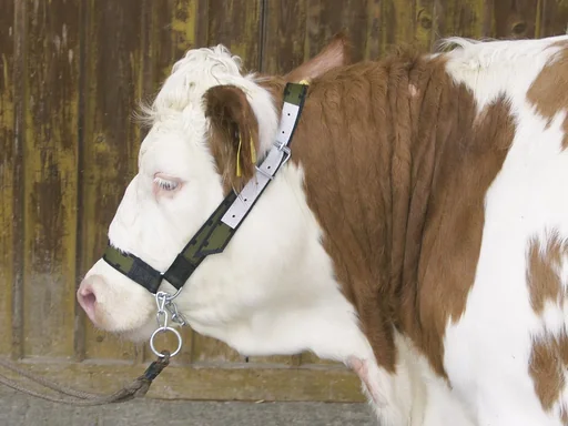 "Kuhhalfter mit zuziehbarer Kinnkette, aus Trevira image"