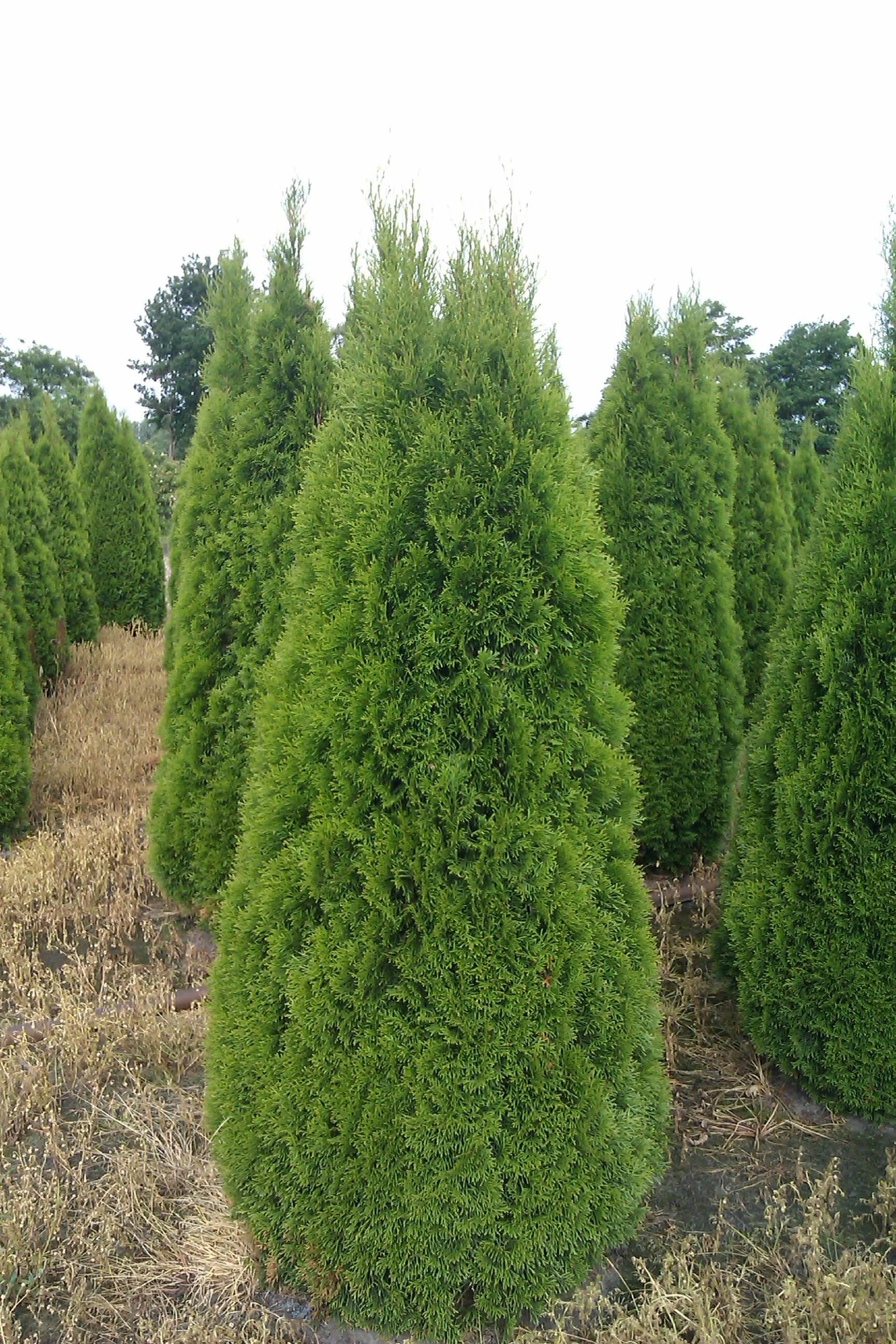 Lebensbaum Smaragd - Thuja occidentalis - 7.5 L Topf 80-100 cm