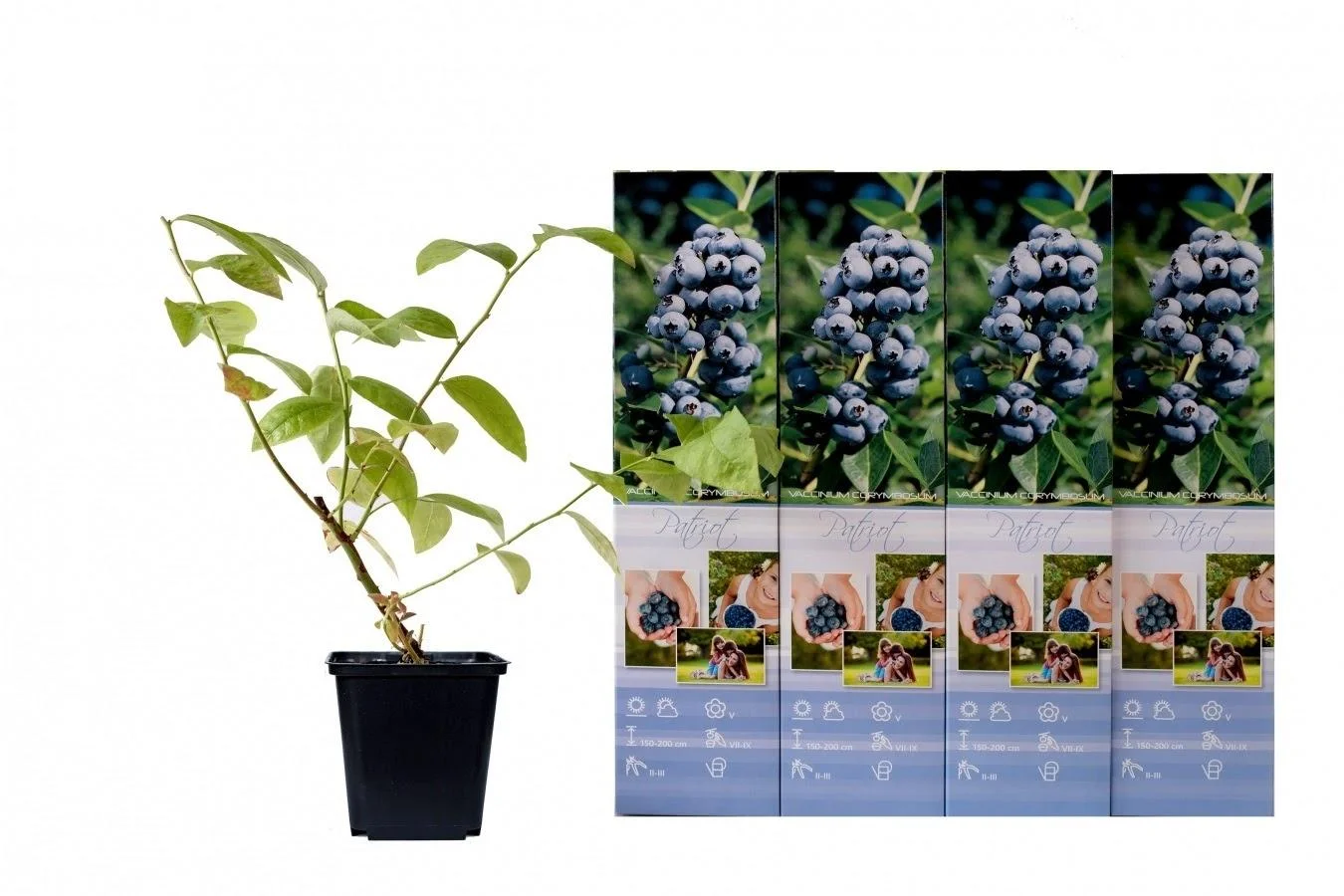 Flower-up Set aus 4 Heidelbeerpflanzen 30-40 cm