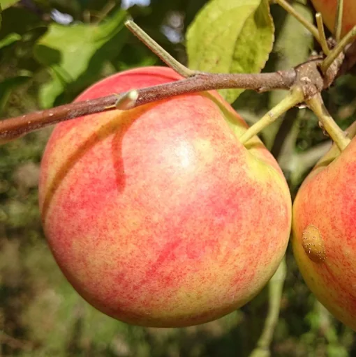 "Apfel "Geh. Oldenburg" Busch, im 10L-Container image"