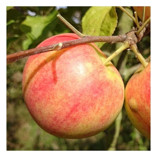 "Apfel "Geh. Oldenburg" Busch, im 10L-Container image"