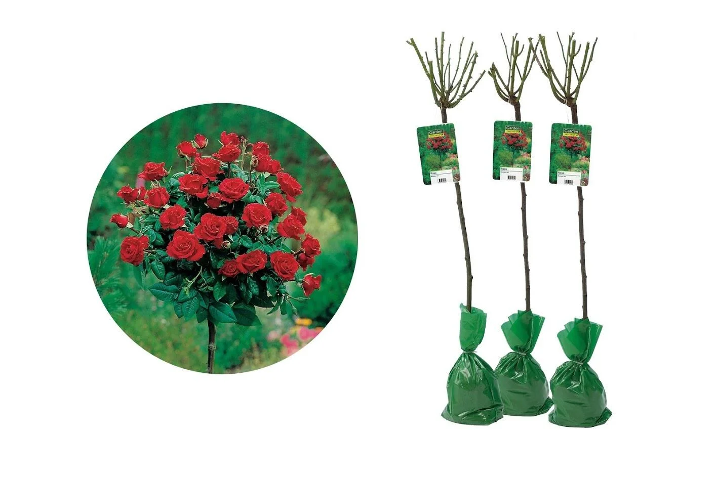 Blumenset mit 3 roten Standardrosen XXL 120-140 cm
