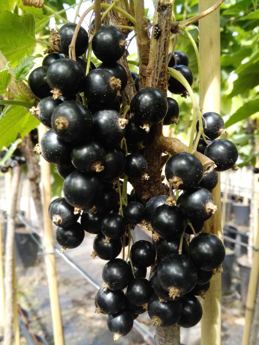 Johannisbeere schwarz "Rosenthals Langtraubige Schwarze" Busch, im 3,5L-Container