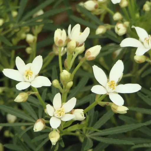 "Orangenblume White Dazzler - Choisya ternata -S- - 7 L Topf 30-40 cm image"