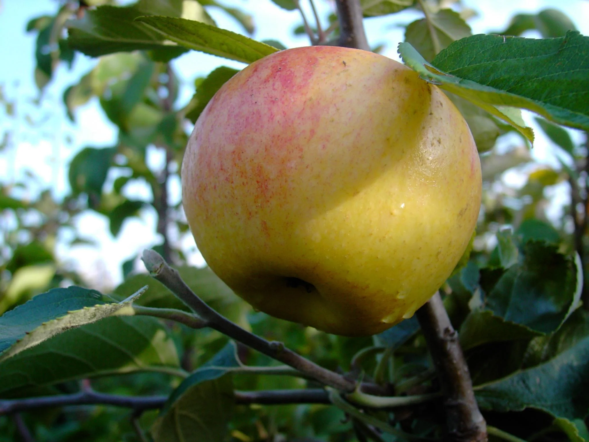 Apfel "Dülmener + Schöner aus Nordhausen" 2 Sorten auf einem Stamm, im 10L-Container
