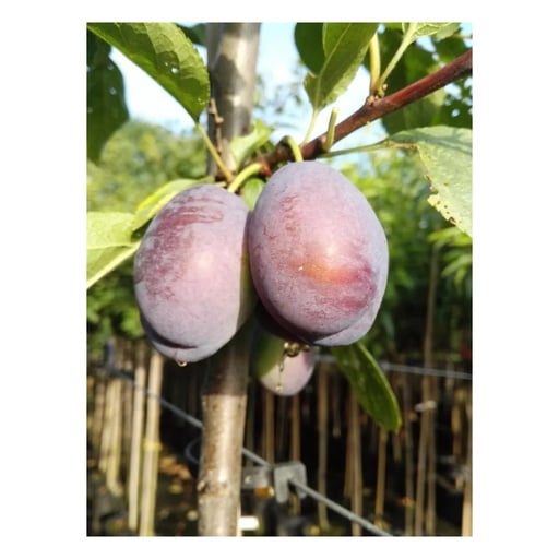 "Pflaume 'Jojo' (Prunus domestica) – winterhartes Obstgehölz, als Busch, im 10-L-Container image"