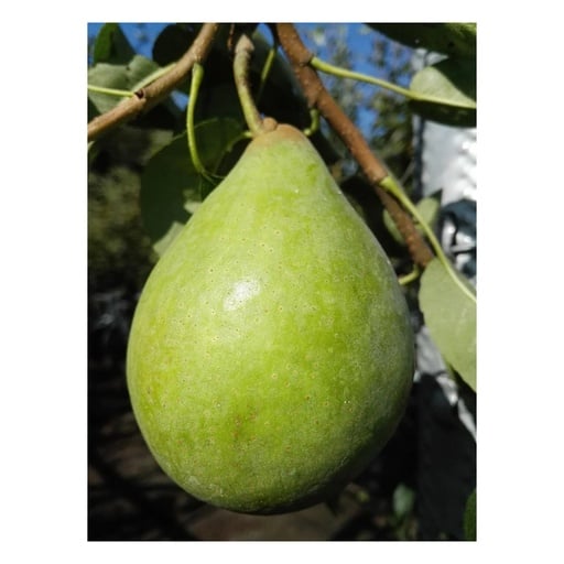 "Birne "Köstliche v. Charneux" Busch im 10L-Container, süsse bis schwach säuerliche Herbstbirne image"