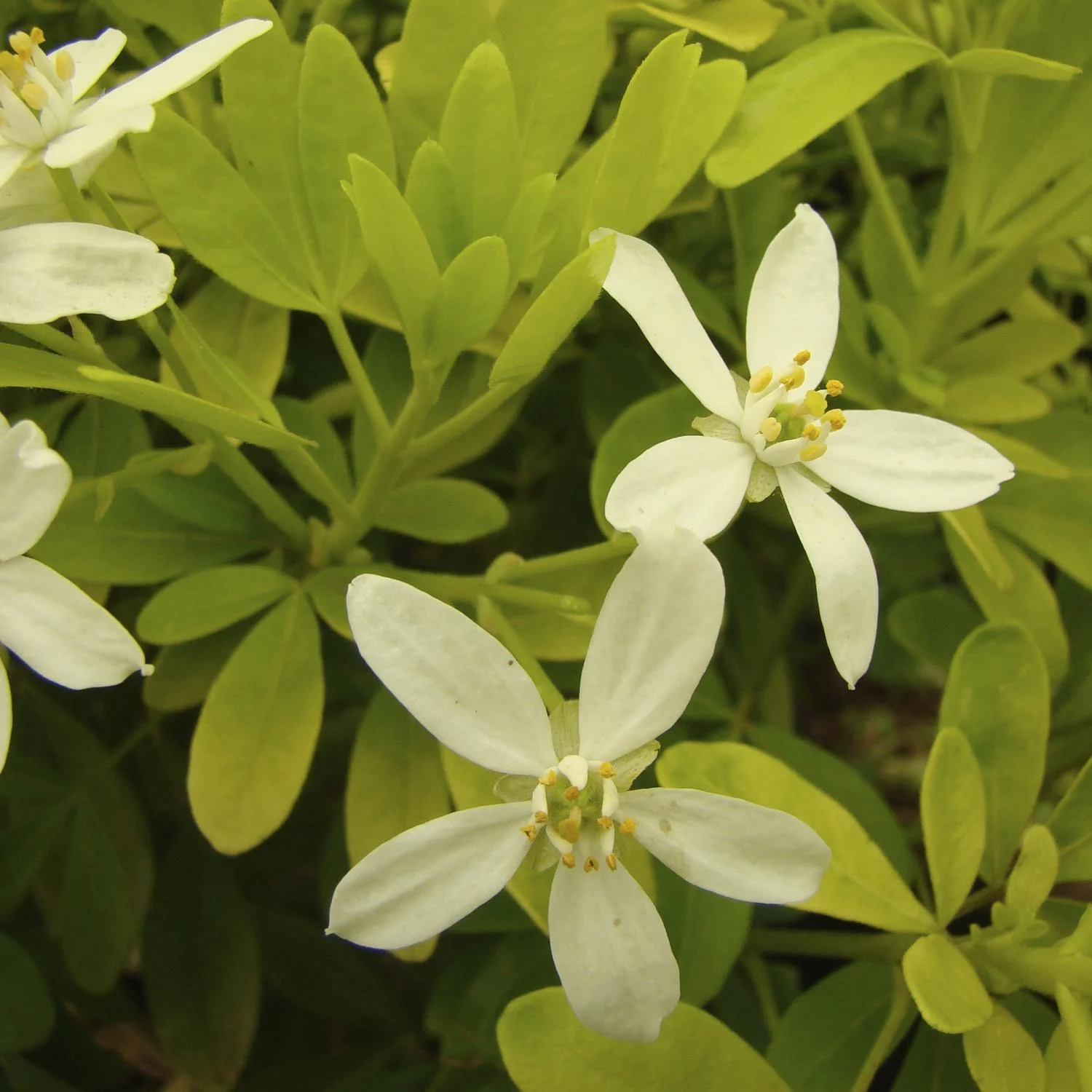 Orangenblume Brica - Choisya ternata - 7 L Topf 40-60 cm ""