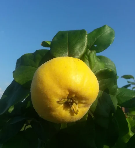 "Quitte "Konstantiner Apfelquitte" Busch, 10L-Container image"