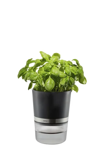 "Kräutertopf "BOTANICO" image"