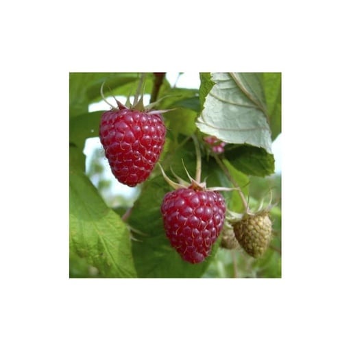 "Tayberry "Buckingham", 3,5L-Container, Kreuzung zwischen Himbeere und Brombeere image"