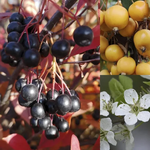 "Vogelnähr- und Schutzhecke für 3 m Hecke, 80-100 cm, 7,5 Liter Topf, 6 Stück im Set, 2 x Zierapfel, 2 x Schlehe, 2 x Apfelbeere image"