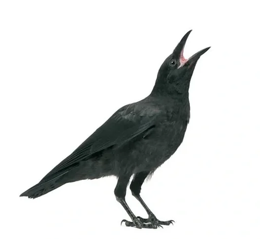 "Elstern- und Krähenfalle, 60 x 60 x 45 cm image"