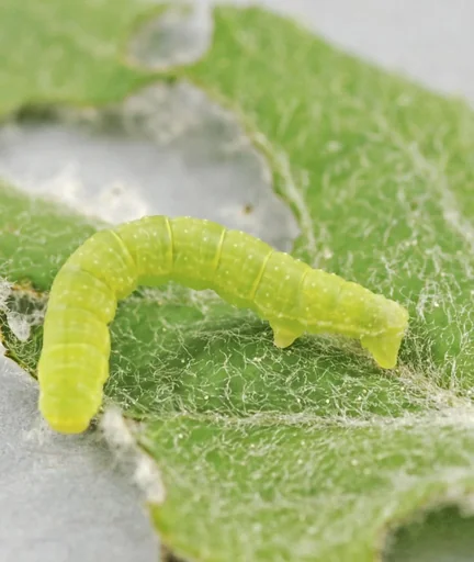 "Raupenleim 5 kg - der ideale Schutz für Ihre Bäume image"