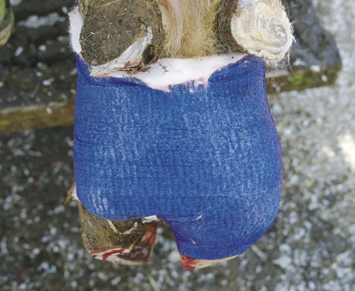 "Klauenbandage VetLastic, blau, 7,5 cm, selbsthaftend image"