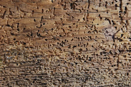 "Holzwurmtod, 750 ml image"