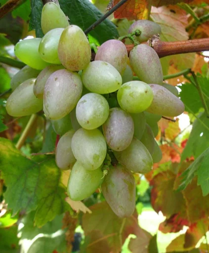 "Weinrebe "Suffolk Red", 5L-Container image"