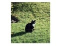 Euro-Netz für Katzen 75/1 25m
