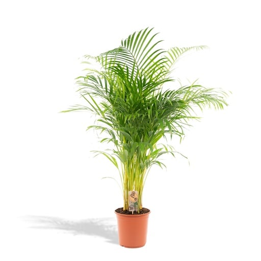 "Goldfruchtpalme (Dypsis lutescens) – pflegeleichte Zimmerpflanze, Topf-Ø 21 cm, Höhe ca. 130 cm image"