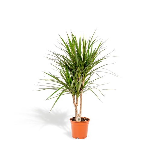Dracaena Marginata mit Ø17 cm und ↕90 cm