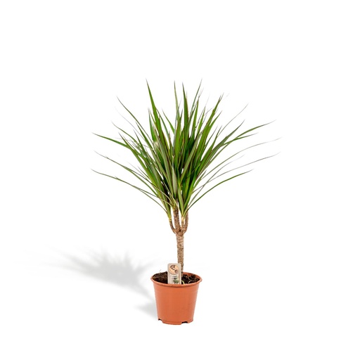 "Dracaena Marginata - Ø14cm - ↕60cm image"