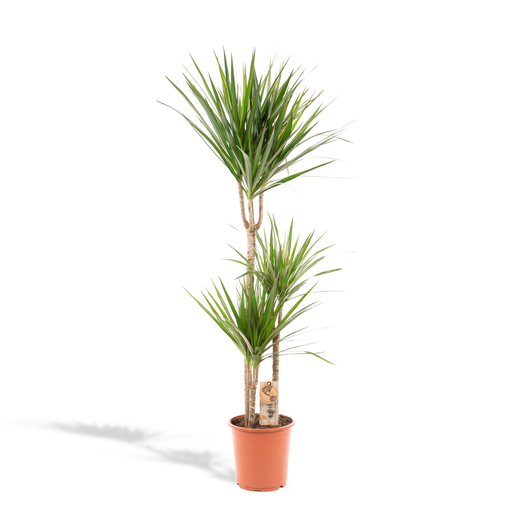 "Dracaena Marginata - Ø21cm - ↕110cm image"