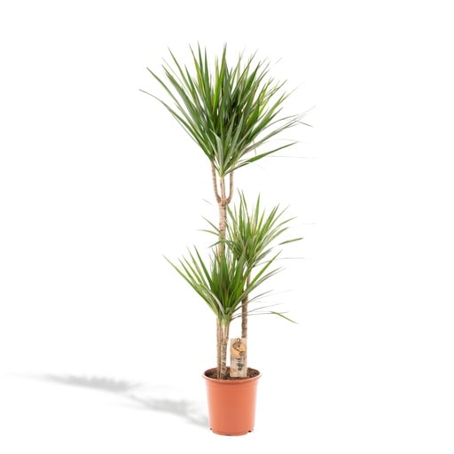 "Schmalblättriger Drachenbaum (Dracaena marginata) – pflegeleichte Zimmerpflanze, Topf-Ø 21 cm, Höhe ca. 21 cm image"