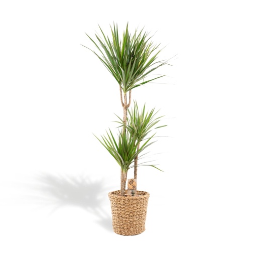 "Schmalblättriger Drachenbaum (Dracaena marginata) – pflegeleichte Zimmerpflanze, im Dekokorb, Topf-Ø 21 cm, Höhe ca. 120 cm image"