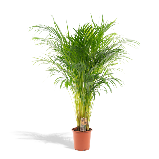 "Areca-Palme - Ø21cm - ↕100cm image"