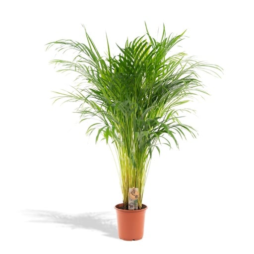"Goldfruchtpalme (Dypsis lutescens) – pflegeleichte Zimmerpflanze, Topf-Ø 21 cm, Höhe ca. 100 cm image"