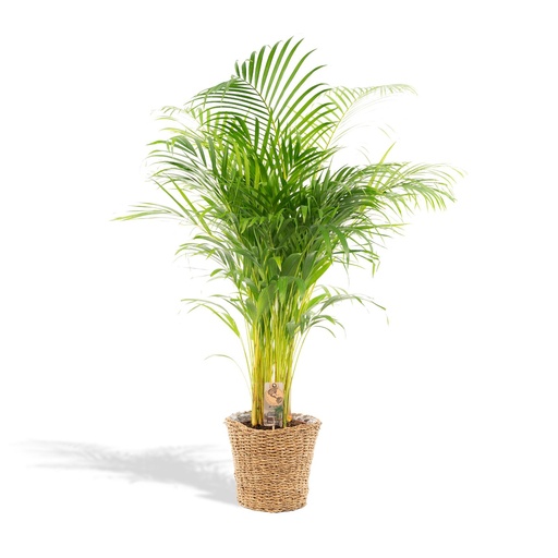 "Goldfruchtpalme (Dypsis lutescens) – pflegeleichte Zimmerpflanze, im Dekokorb, Topf-Ø 21 cm, Höhe ca. 110 cm image"