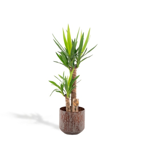Yucca mit Topf mit ↨100 cm und Ø21 cm