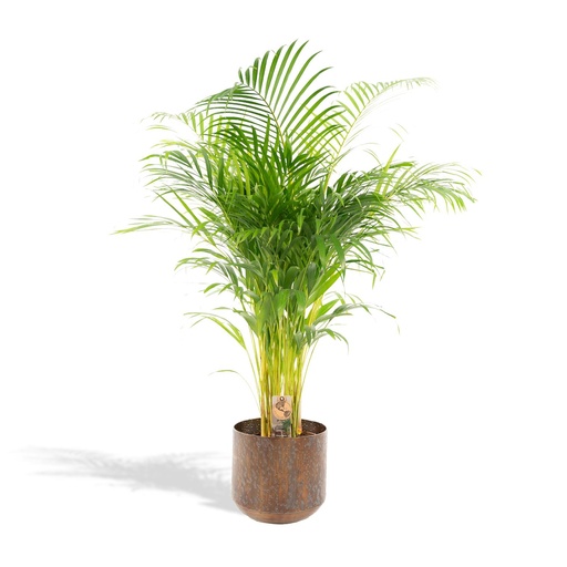 "Areca-Palme mit Topf - ↨130cm - Ø24cm image"