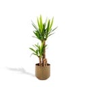 Yucca mit Topf - ↨100cm - Ø21cm