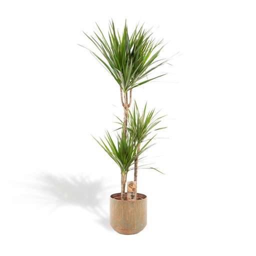 "Dracaena mit Topf - ↨120cm - Ø21cm image"
