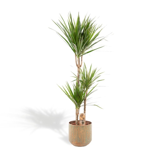 "Schmalblättriger Drachenbaum (Dracaena marginata) – pflegeleichte Zimmerpflanze, Topf-Ø 21 cm, Höhe ca. 120 cm image"