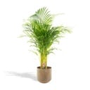 Areca-Palme mit Topf - ↨110cm - Ø21cm