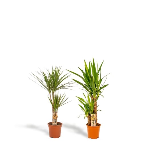 "Dracaena Höhe ca. 70 cm - Topf-Ø 17 cm + Yucca Höhe ca. 90 cm - Topf-Ø 17 cm image"