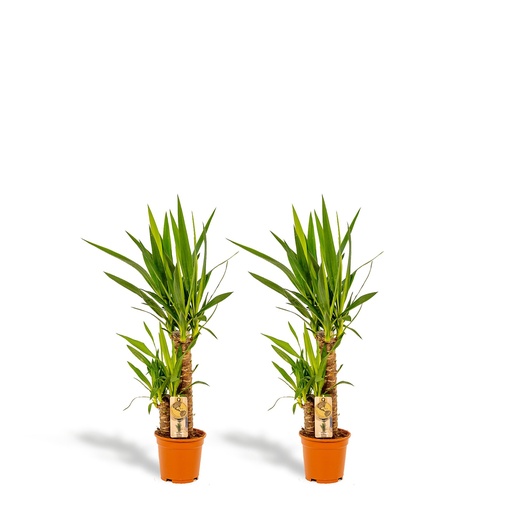"2x Yucca - ↨90cm - Ø17cm image"