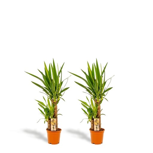 "Riesen-Palmlilie 2er-Set (Yucca elephantipes) – pflegeleichte Zimmerpflanze, Topf-Ø 17 cm, Höhe ca. 90 cm image"